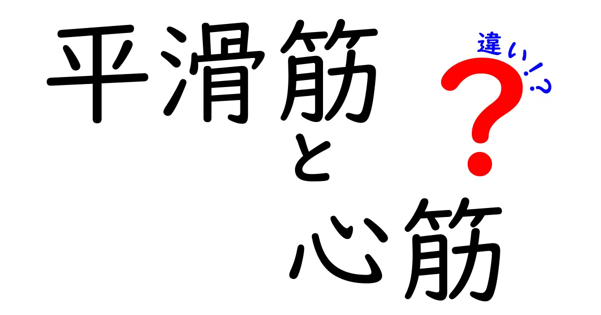 平滑筋と心筋の違いを徹底解説！体の中でどう働くのかを分かりやすく