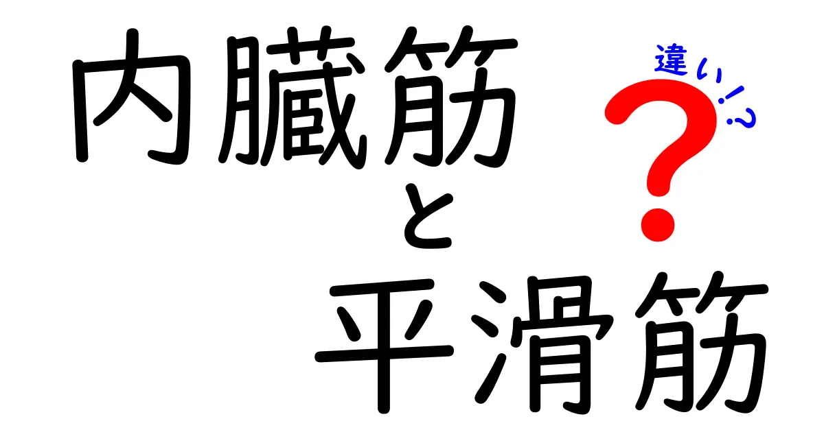 内臓筋と平滑筋の違いを徹底解説！図解付きでわかる基本と役割