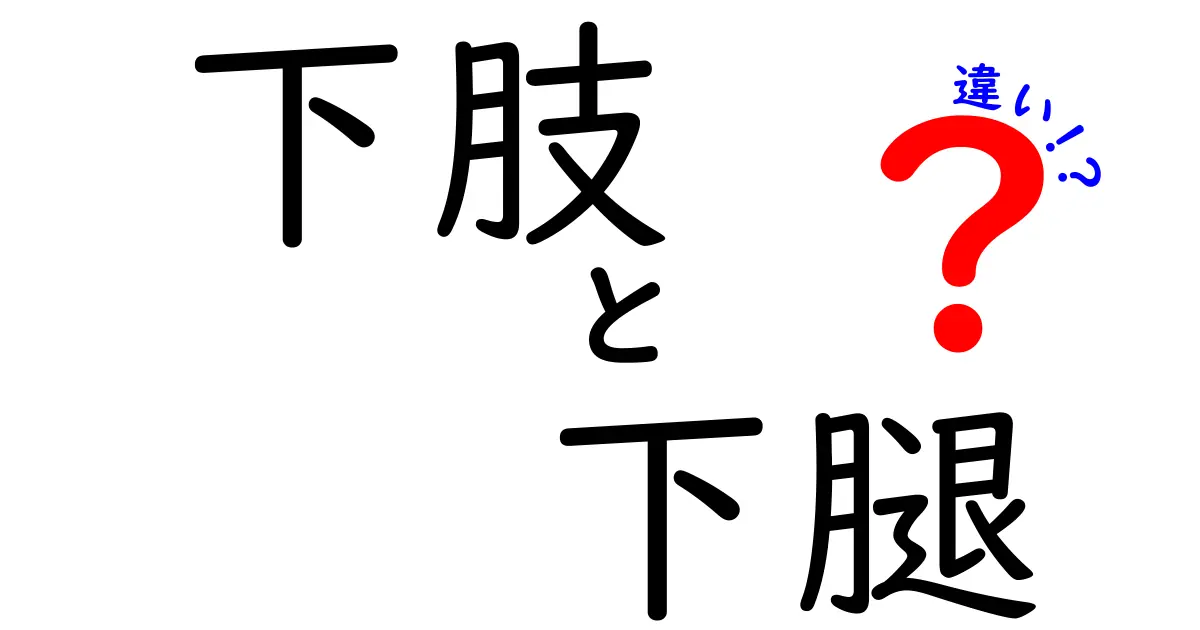 下肢と下腿の違いを完全解説！どこまで使い分ければいいの？