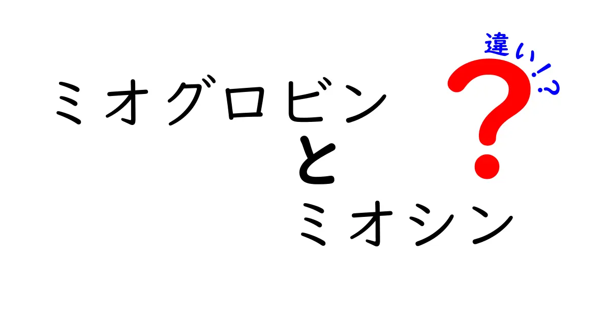 ミオグロビンとミオシンの違いを徹底解説！中学生にもわかるポイントと表で比較