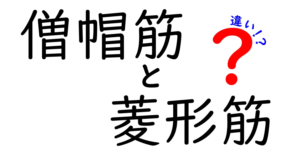 僧帽筋と菱形筋の違いを徹底解説｜位置・役割・痛みの原因までわかる背中の筋肉マスター講座