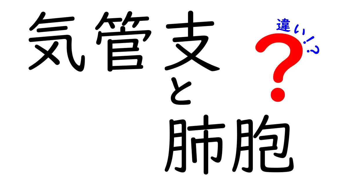 気管支と肺胞の違いを徹底解説！中学生にもわかる図解で学ぶ呼吸のしくみ