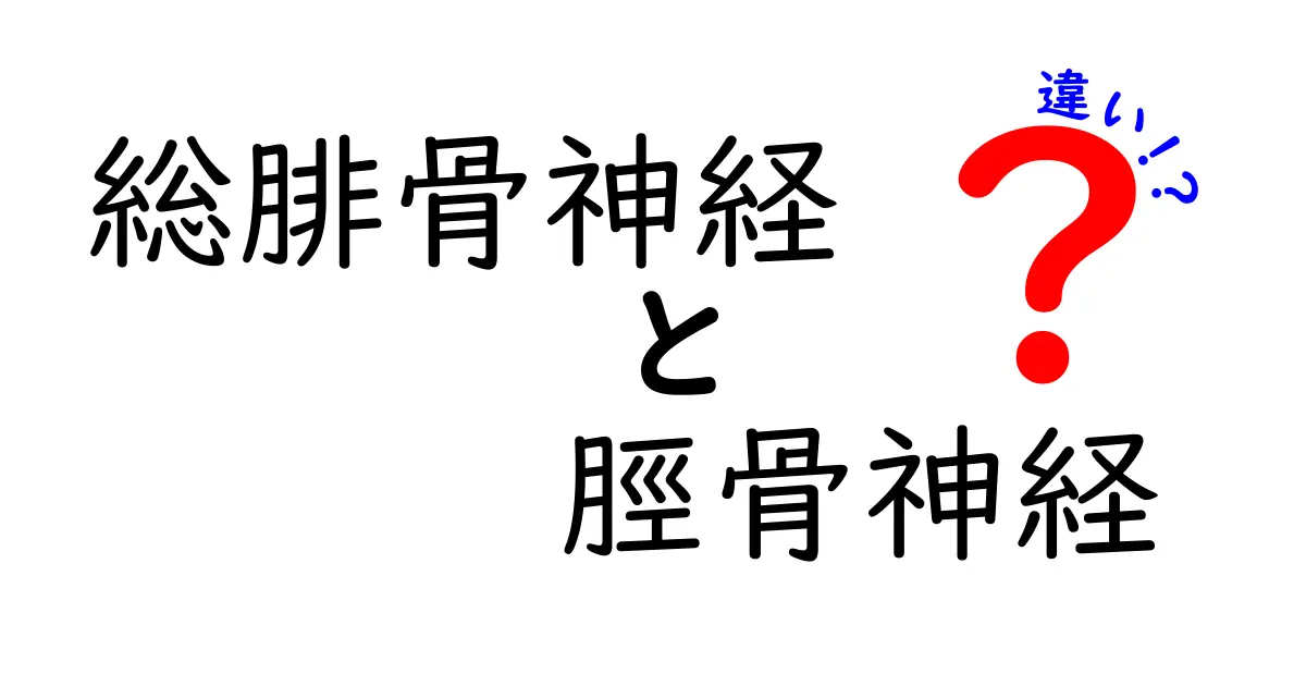 総腓骨神経と脛骨神経の違いをわかりやすく解説！どんな働きをするのか中学生にも理解できる図解付き
