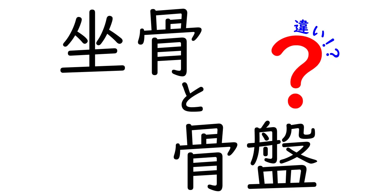 坐骨と骨盤の違いを徹底解説！痛みの原因と正しい姿勢を中学生にもわかる言葉で解説