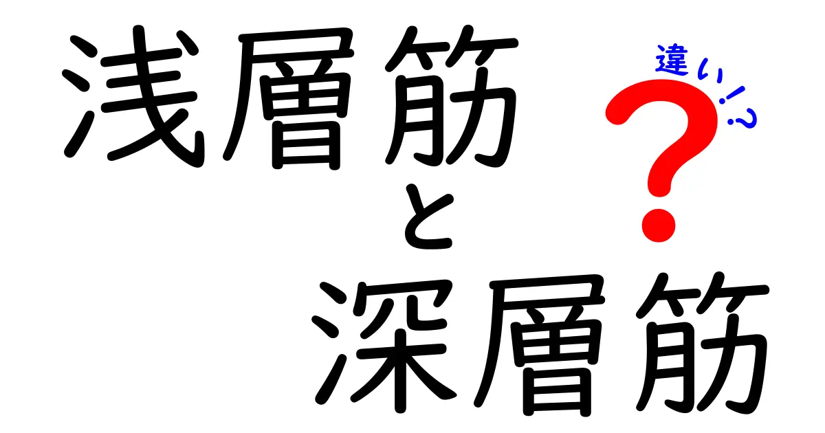 浅層筋と深層筋の違いを徹底解説！中学生にも分かる体のしくみとトレーニングのコツ