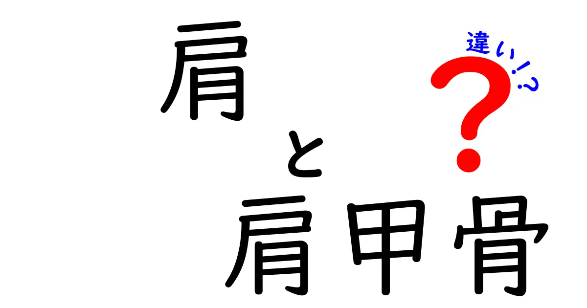 肩と肩甲骨の違いをやさしく理解する：痛みを減らすための基本ガイド