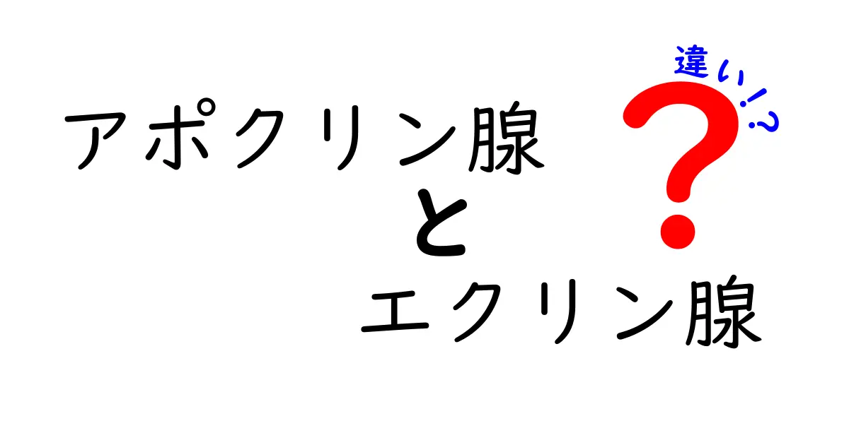 アポクリン腺とエクリン腺の違いを詳しく解説｜どっちがどこで働き、どう匂いに関係するのか？