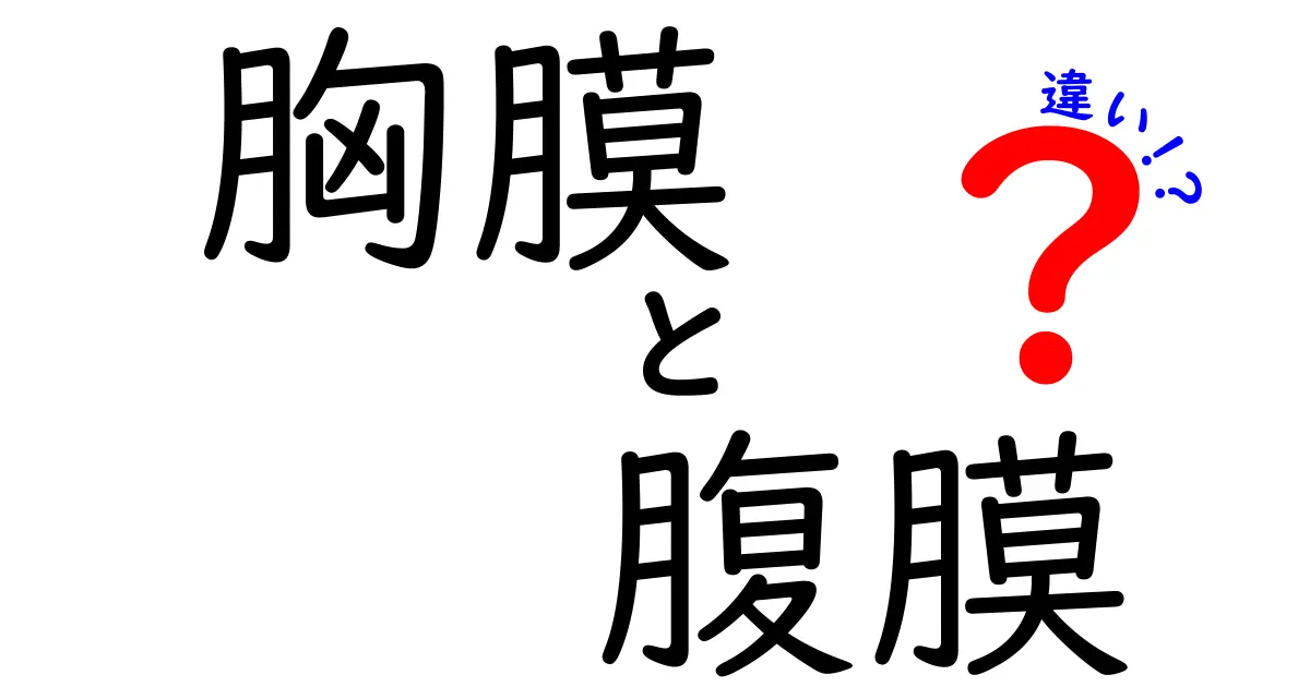 胸膜と腹膜の違いを徹底解説！薄い膜が私たちの体をどう守るのか