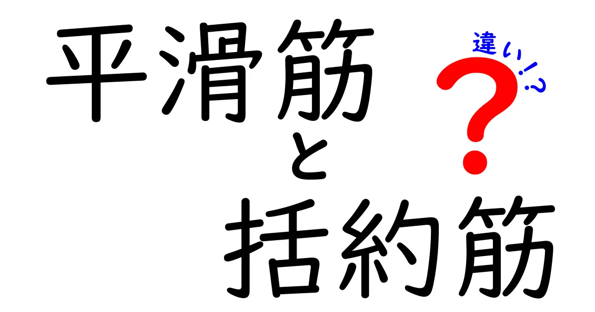 平滑筋と括約筋の違いを徹底解説！中学生にもわかる体のしくみガイド
