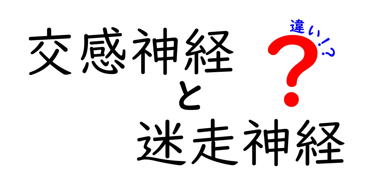 交感神経と迷走神経の違いを徹底解説｜体の反応を読み解く基礎ガイド
