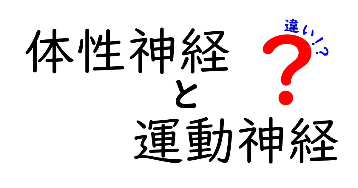 体性神経と運動神経の違いを徹底解説｜中学生にもわかる図解つきのポイント整理