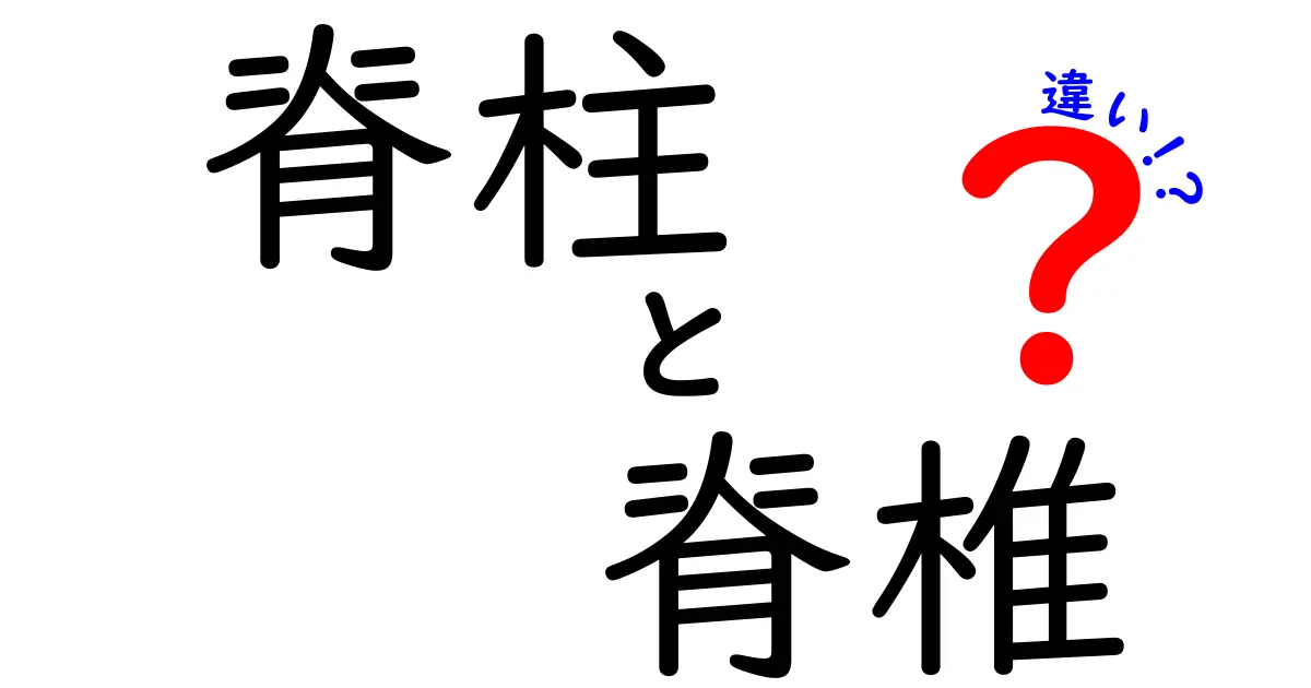脊柱と脊椎の違いを徹底解説｜中学生にもわかるやさしい体のしくみ解剖ガイド