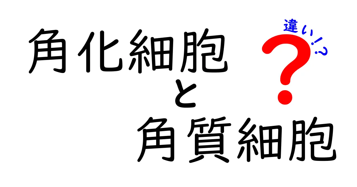 角化細胞と角質細胞の違いを徹底解説｜中学生にもわかる皮膚の仕組み