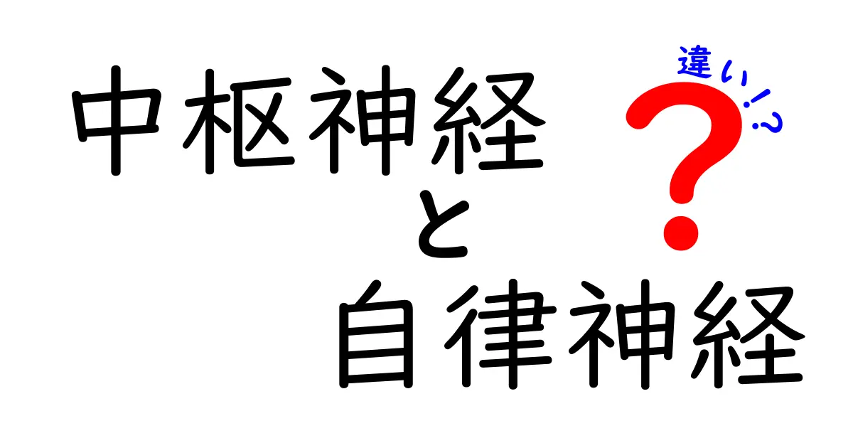 中枢神経と自律神経の違いが一瞬で分かる！初心者にも優しい解説ガイド