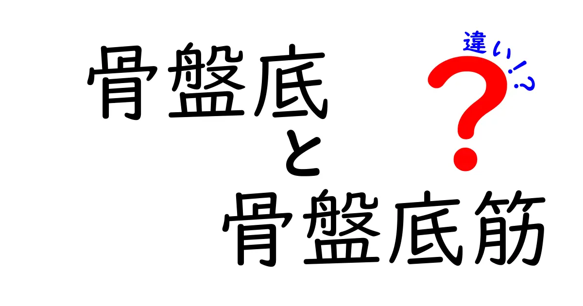 骨盤底と骨盤底筋の違いを徹底解説｜中学生にもわかる基礎とケアのポイント