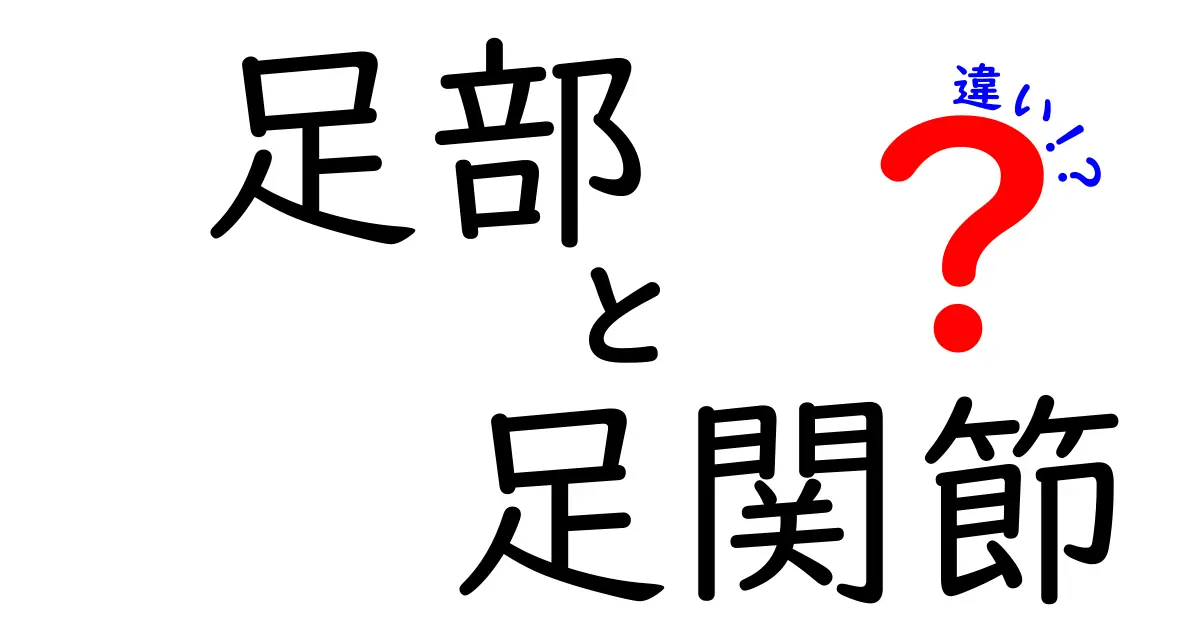 足部と足関節の違いを徹底解説！中学生にもわかる基礎知識と日常ケア