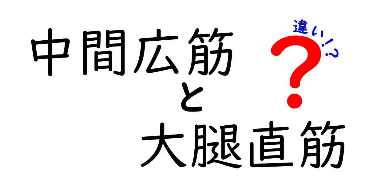 中間広筋と大腿直筋の違いを徹底解説！膝の動きと怪我予防に役立つ基礎知識