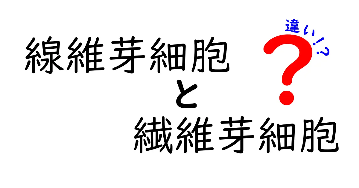 線維芽細胞と繊維芽細胞の違いを徹底解説｜同じ細胞を指す漢字の謎