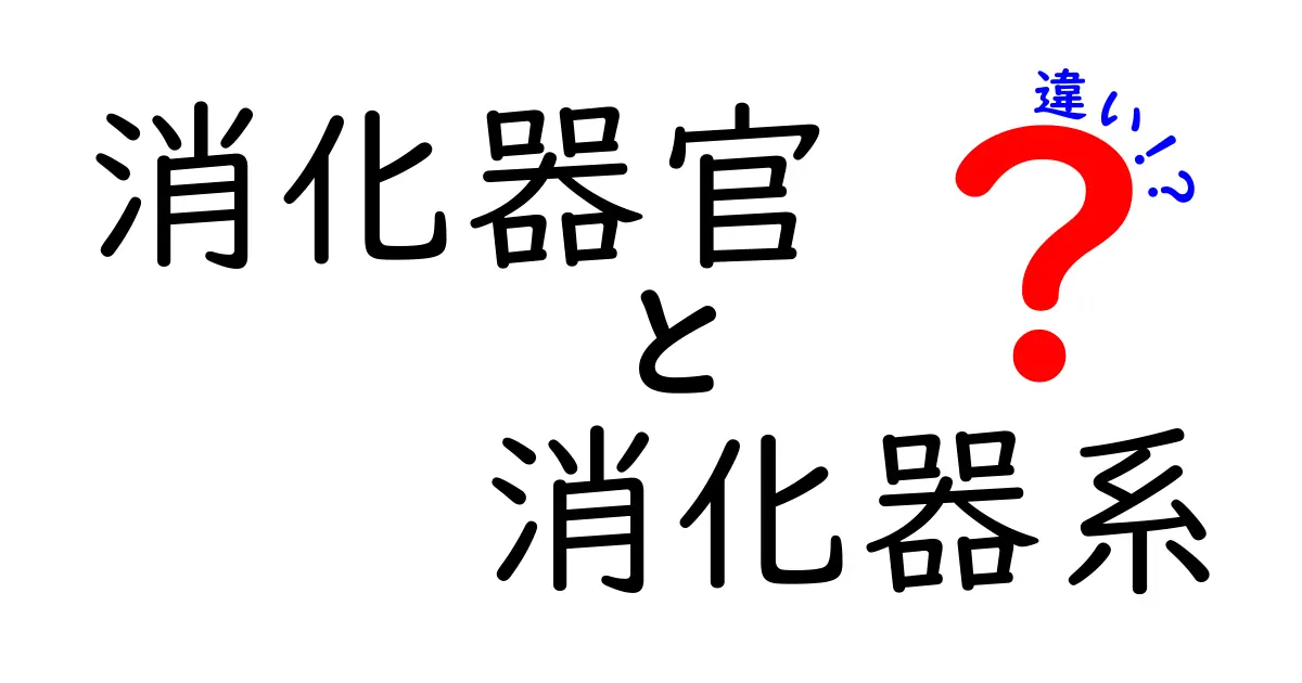 消化器官と消化器系の違いをわかりやすく解説！中学生にも伝わる図解ガイド
