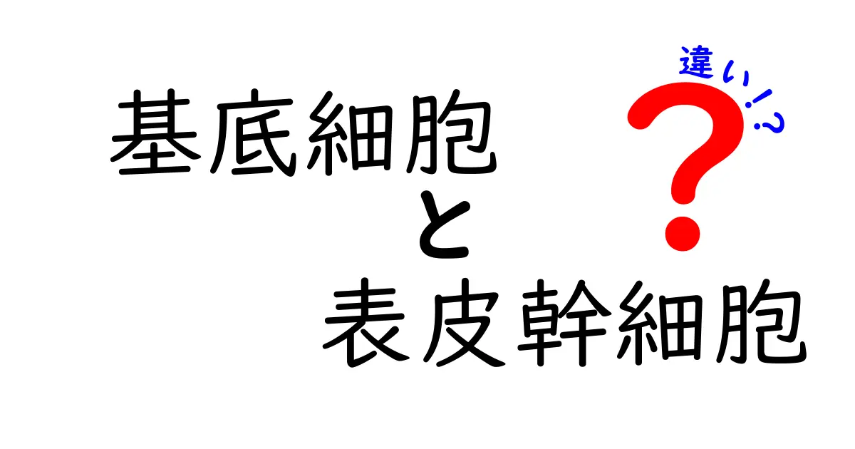 基底細胞と表皮幹細胞の違いを徹底解説｜肌の成り立ちを理解する入門ガイド