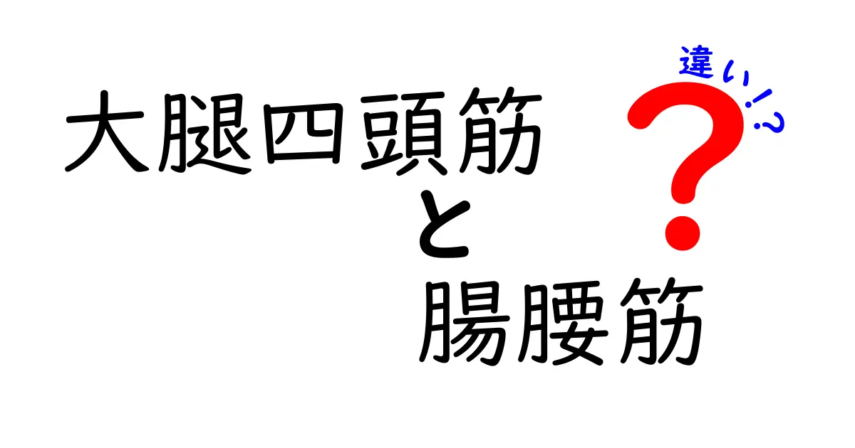 大腿四頭筋と腸腰筋の違いを徹底解説｜使い方・鍛え方を中学生にもわかる解説