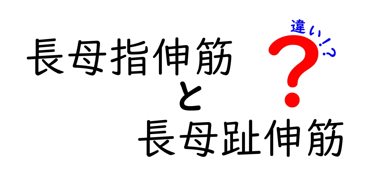 長母指伸筋と長母趾伸筋の違いを徹底解説—名前が似て混乱しがちな2つの筋肉をやさしく理解する