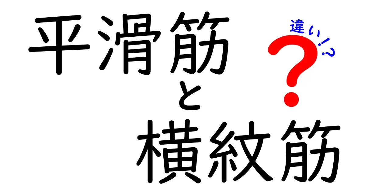 平滑筋と横紋筋の違いを徹底解説！中学生にもわかるやさしい図解とポイント