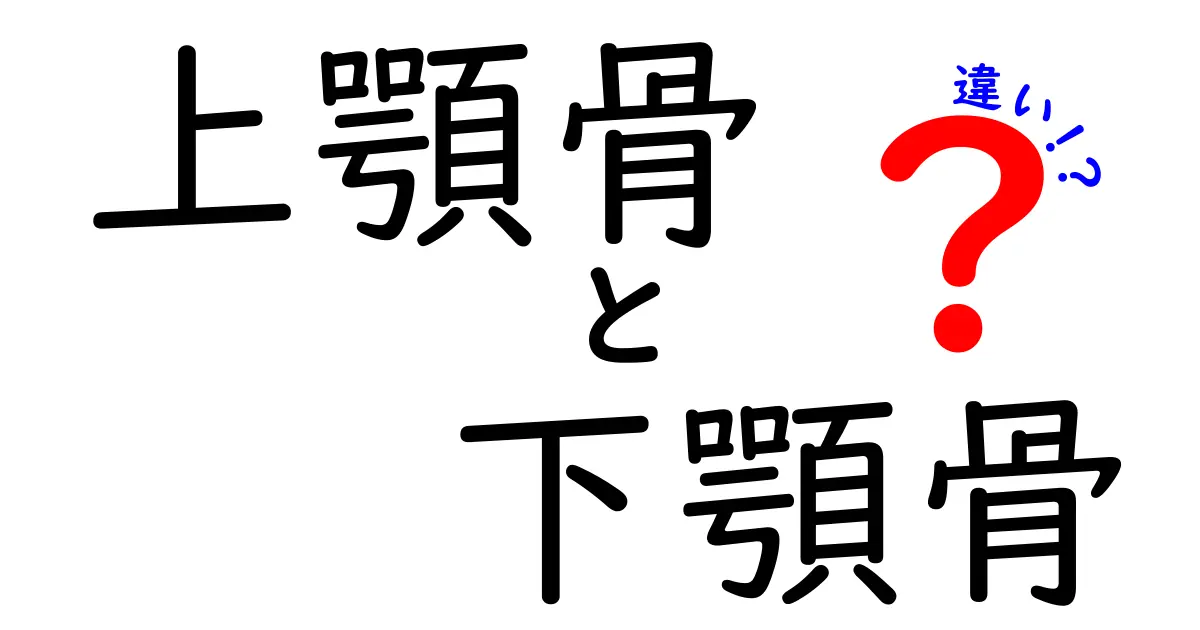 上顎骨と下顎骨の違いを徹底解説！歯と顔の秘密をやさしく理解しよう
