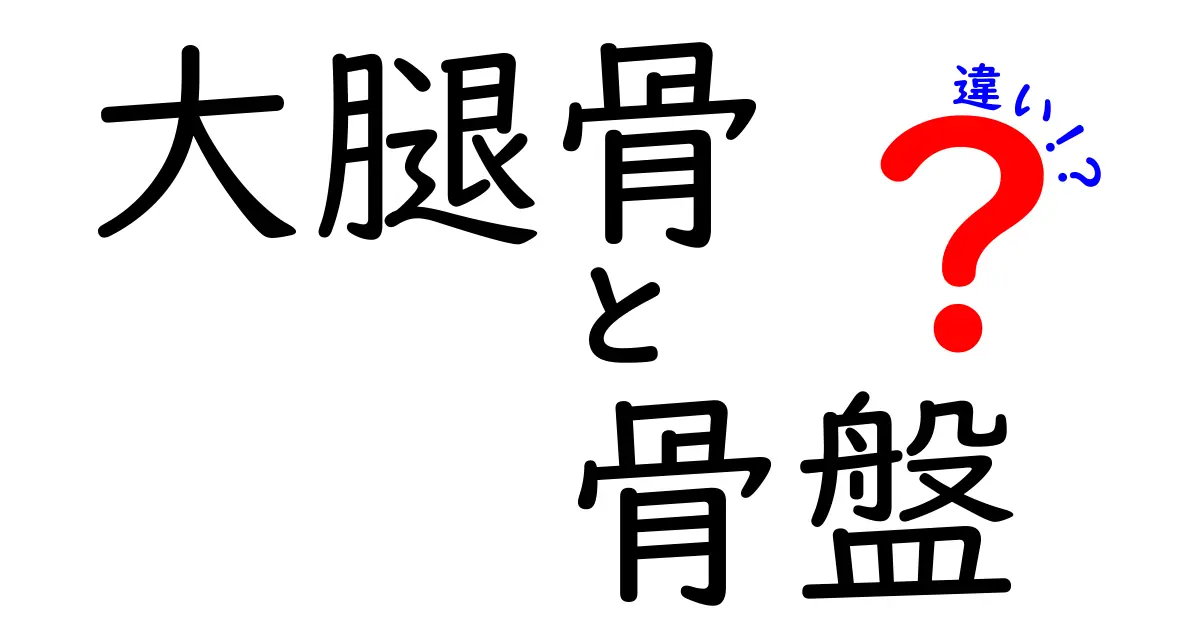 大腿骨と骨盤の違いをわかりやすく解説！体の支えと動きをつなぐ2つの部位