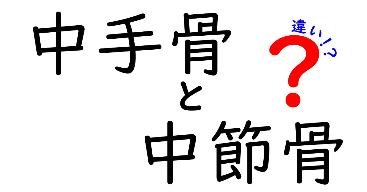 中手骨と中節骨の違いを徹底解説｜手の骨の仕組みをやさしく理解するコツ