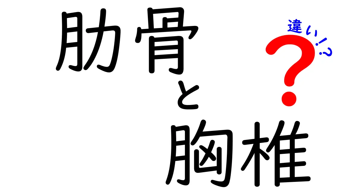 肋骨と胸椎の違いを徹底解説！体の中で守るものはどっち？
