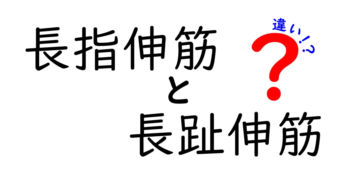 長指伸筋と長趾伸筋の違いを徹底解説：指と足の伸展を正しく理解する