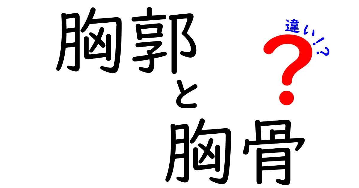 胸郭と胸骨の違いを完全解説！中学生にもわかるやさしい比較ガイド