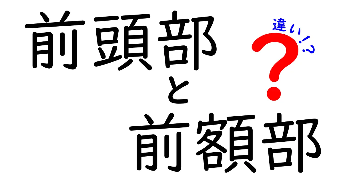前頭部と前額部の違いを徹底解説！中学生にも分かる頭の部位ガイド
