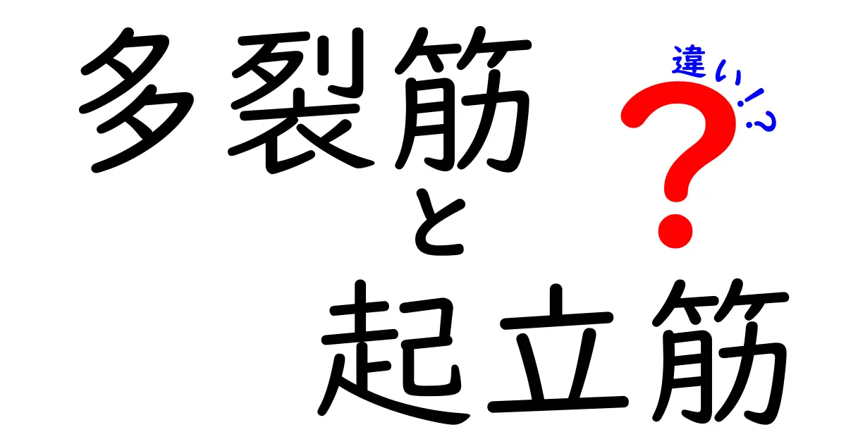 多裂筋と起立筋の違いを徹底解説｜背筋の健康を左右する2つの筋肉