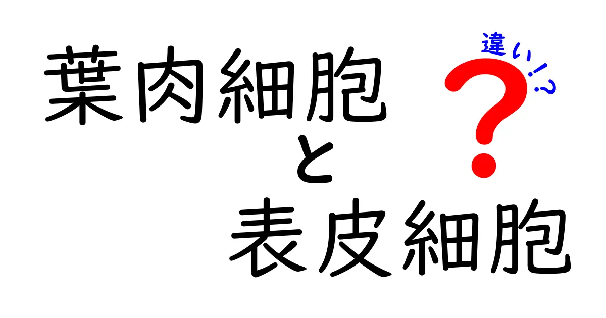 葉肉細胞と表皮細胞の違いを徹底解説｜中学生にも分かる植物のしくみ