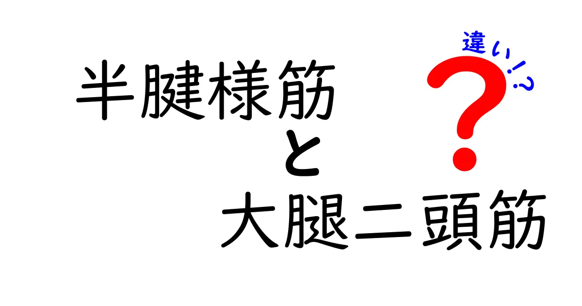 半腱様筋と大腿二頭筋の違いを徹底解説｜部活で差がつく筋肉ガイド