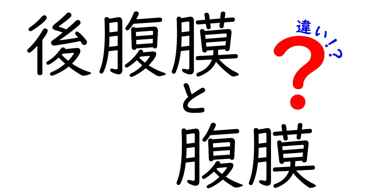 後腹膜と腹膜の違いをわかりやすく解説！中学生にも理解できるポイントと図解付き