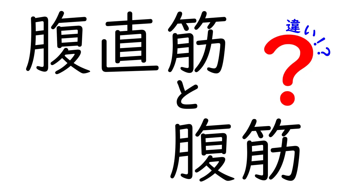 腹直筋と腹筋の違いを徹底解説！腹部の筋肉を正しく知って効果的に鍛える方法