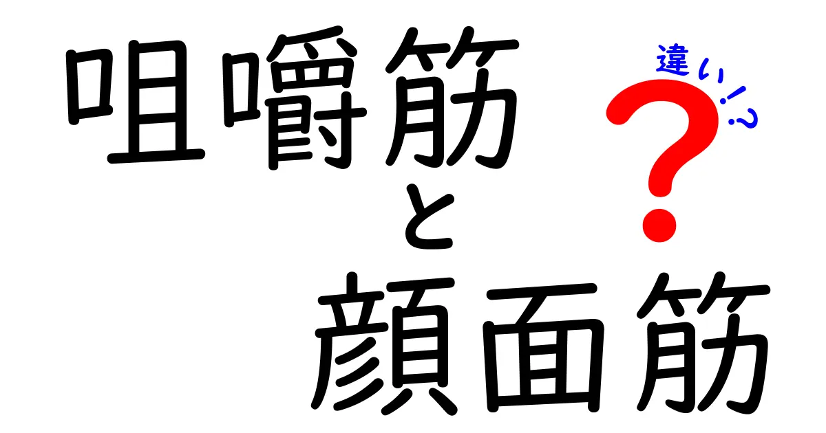 咀嚼筋と顔面筋の違いを徹底解説｜噛む力と表情の秘密を中学生にも伝わる言葉で