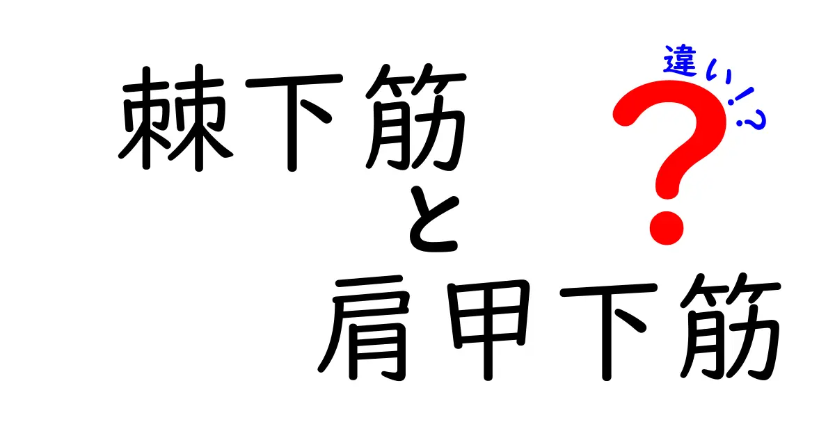 棘下筋と肩甲下筋の違いを徹底解説！肩の痛みを予防する正しい見分け方