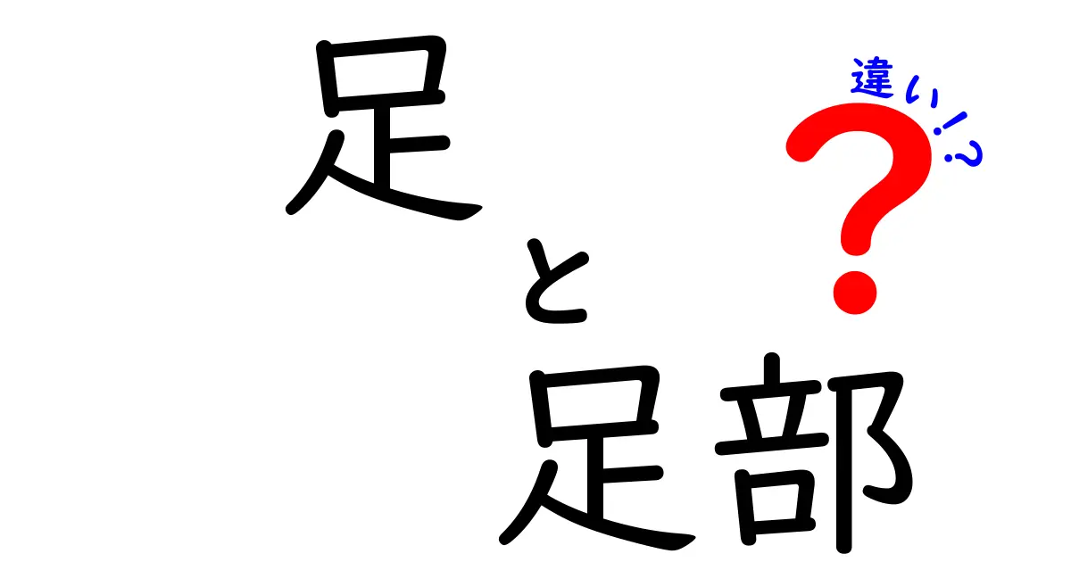 足と足部の違いをわかりやすく解説！日常と解剖で使い分けをマスター