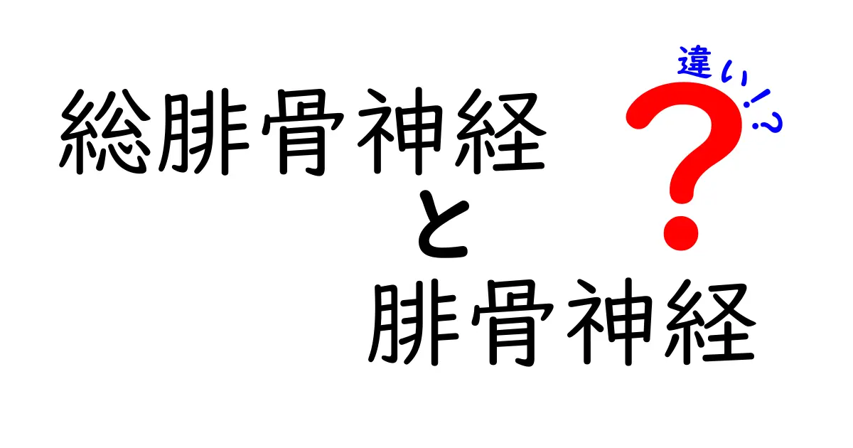 総腓骨神経　腓骨神経　違いを徹底解説！中学生にもわかるポイント