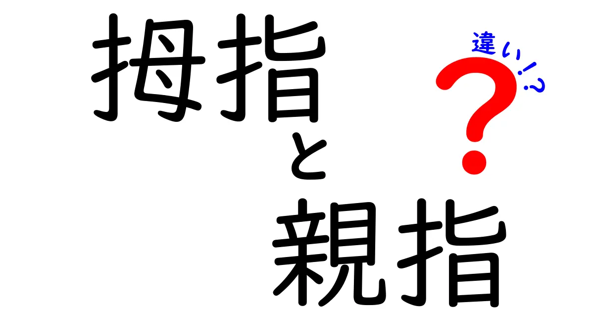 拇指と親指の違いは何？使い分け完全ガイド｜中学生にも伝わるやさしい解説