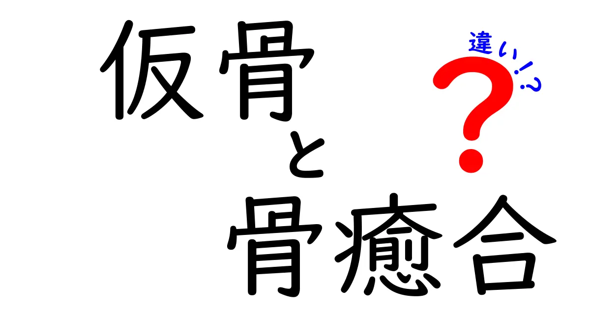 仮骨と骨癒合の違いを徹底解説！中学生でも分かる骨の回復のしくみ