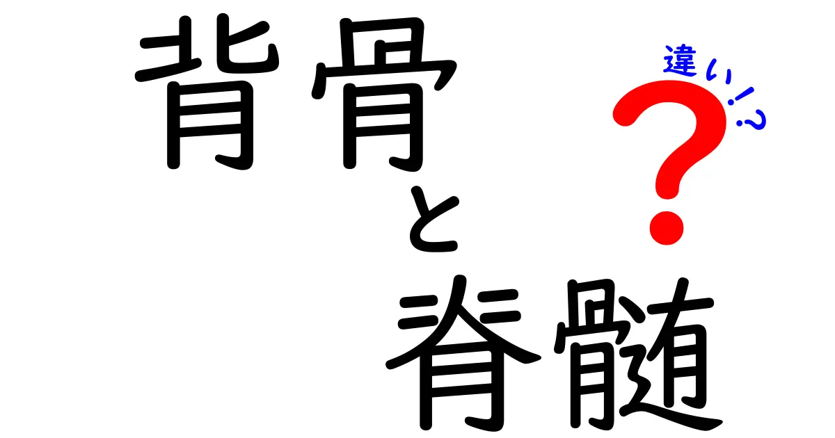 背骨と脊髄の違いを徹底解説！体の柱と神経の通り道の正体を中学生にもわかる日本語で