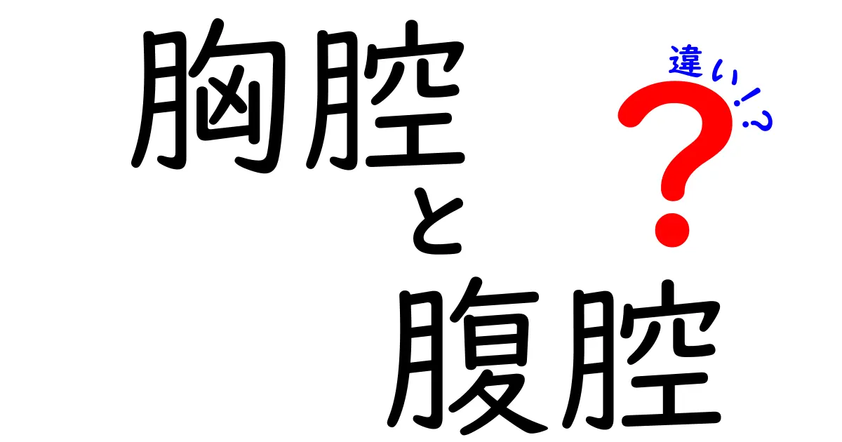 胸腔と腹腔の違いをわかりやすく解説！中学生でもすぐに理解できる図解付き