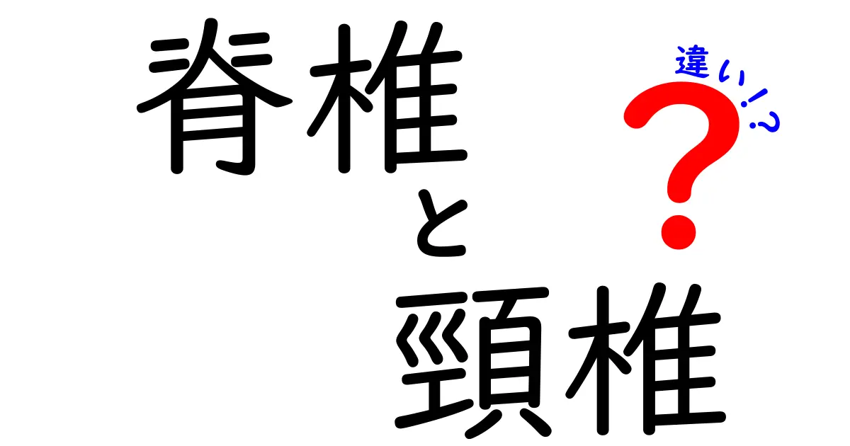 脊椎と頸椎の違いを徹底解説｜日常生活で役立つポイントを中学生にもわかる解説