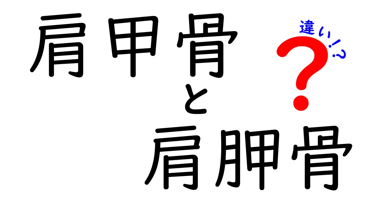 肩甲骨と肩胛骨の違いをわかりやすく解説！中学生にも伝わる見分け方と正しい使い方