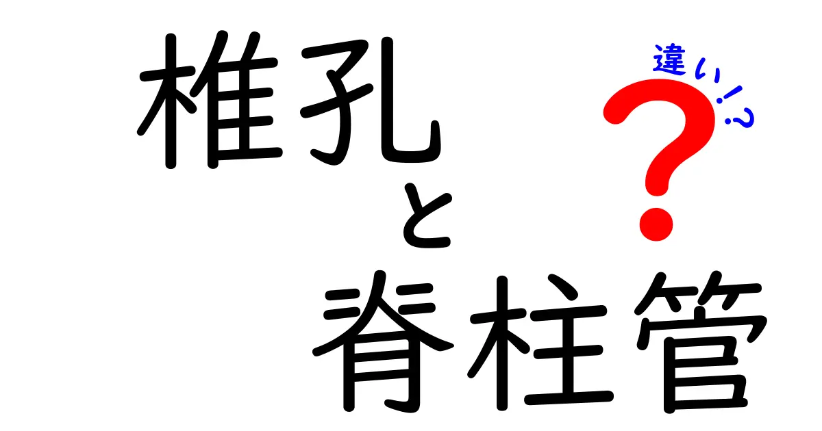 椎孔と脊柱管の違いを知れば腰痛が見える！図解でわかる椎孔と脊柱管のちがい